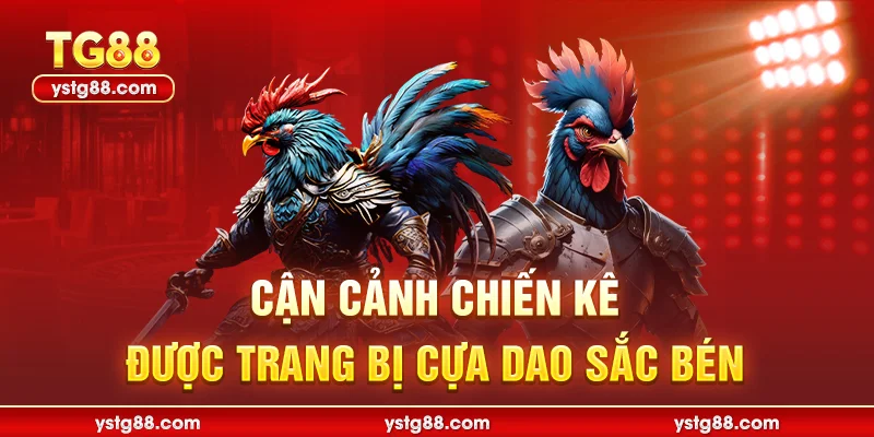 Đá Gà Cựa Dao Trực Tiếp Tại TG88 - Kịch Tính Từng Giây 1 Cận cảnh chiến kê được trang bị cựa dao sắc bén
